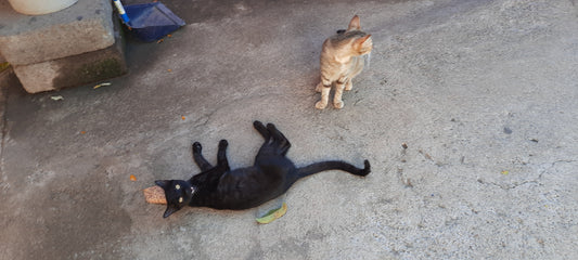 Chats Du Nicaragua