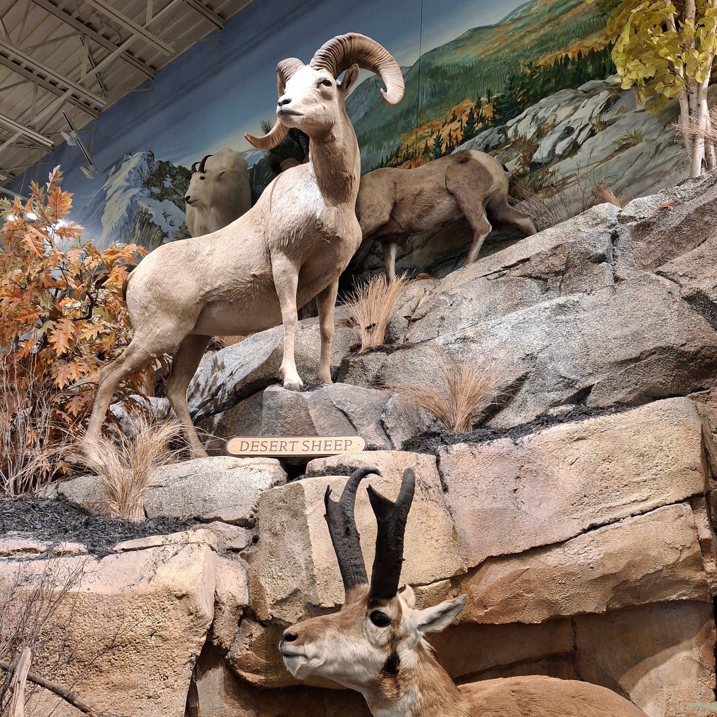 Desert Sheep