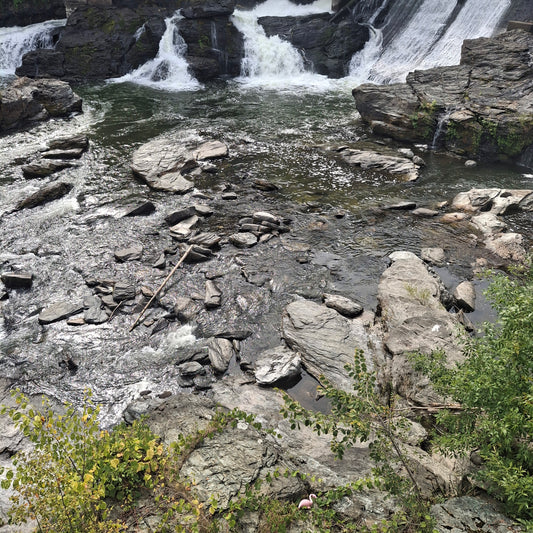 Find the pink flamingo