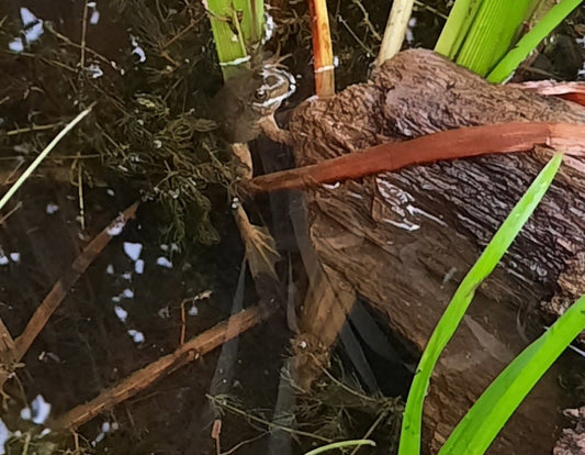 Trouve La Grenouille Du 17 Juillet 2021 Cliquez Pour Zoomer Et Voir Réponse.